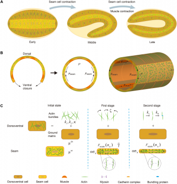 Figure 1. Schematic diagrams of C. elegans embryo elongation. (A) Cartoons showing two stages of elongation driven by seam cell and muscle contractions. (B) Illustration of the microstructure of the embryo wall (treated as a thin-walled cylinder). Contraction generated in seam cells causes the shrinking of the embryo wall in the circumferential direction and eventually drives its axial elongation. Such elongation is further sustained by contraction of body-wall muscles in the second stage. (C) Illustration of the model where the development of cellular anisotropy and plasticity were assumed to be caused by the force-induced alignment and severing/re-bundling of actin filaments, respectively.